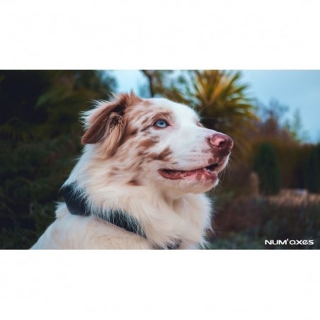 Zgarda electronica Canicom Voice pentru dresaj canin