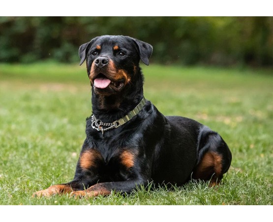 Zgarda metalica profesionala Hermann Sprenger NeckTech Fun with Assembly Chain otel inoxidabil