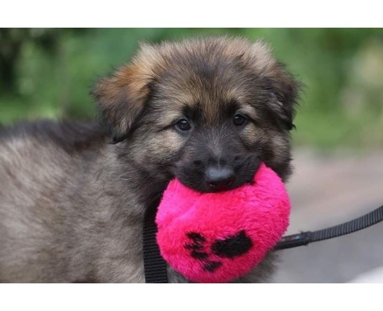 Minge puppy plush ABC Sport Klin Germany 9 cm