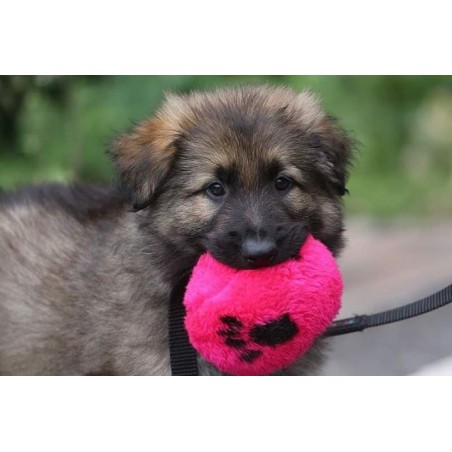 Minge puppy plush ABC Sport Klin Germany 9 cm