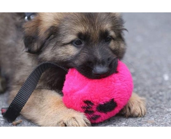 Minge puppy plush ABC Sport Klin Germany 9 cm