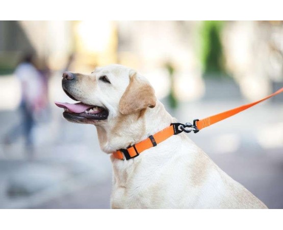 Lesa Evolutor pentru caini 3 metri