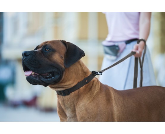 Lesa Evolutor pentru caini 3 metri