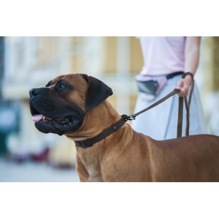 Lesa Evolutor pentru caini 3 metri