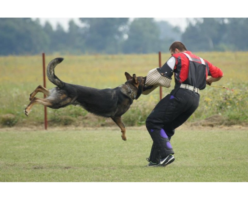 Manson profesional Huspol Orest IPO / IGP