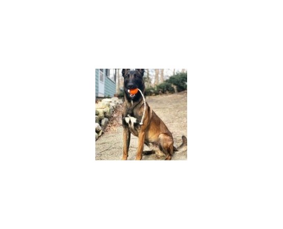 Set profesional Top-Matic Profi Set Soft  Blau pentru dresaj canin