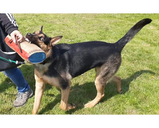 Perna  Bumpy Tug Hard  Euro Joe pentru dresaj canin
