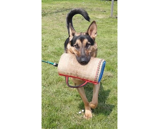 Perna  Bumpy Tug Hard  Euro Joe pentru dresaj canin