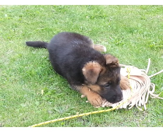 Tug stimulare instinct caini KICHWANI Huspol pentru dresaj canin