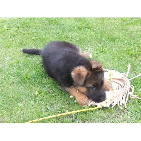 Tug stimulare instinct caini KICHWANI Huspol pentru dresaj canin