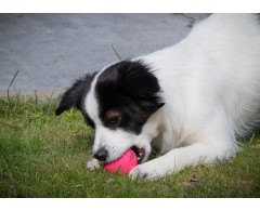 Set 2 mingii Dog Comets Ball Stardust Pink M pentru caini