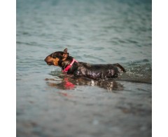 Zgarda reglabila pentru caini WAW DOG WaterProof with QR Passport