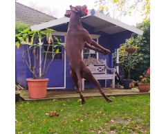 Moby Dog Ball Fairy Dust minge pentru caini