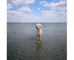 Moby Dog Ball Fairy Dust minge pentru caini