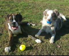 Moby Dog Ball Green Planet minge pentru caini