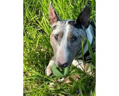 Moby Dog Ball Lemon Sunshine minge pentru caini