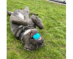 Moby Dog Ball Lemon Sunshine minge pentru caini