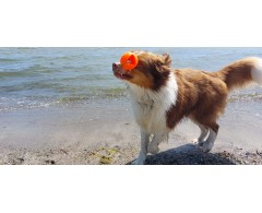 Moby Dog Ball Lemon Sunshine minge pentru caini