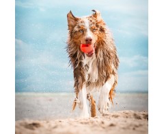 Moby Dog Ball Bright Orange minge pentru caini