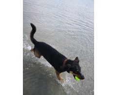 Moby Dog Ball Ocean Blue minge pentru caini