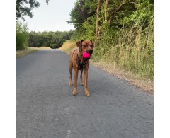 Moby Dog Ball Red Love minge pentru caini