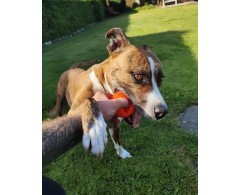 Moby Dog Ball Red Love minge pentru caini