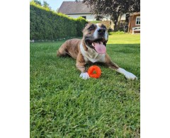 Moby Dog Ball Red Love minge pentru caini