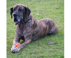 Moby Dog Ball Red Love minge pentru caini
