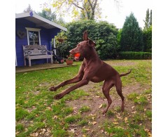 Moby Dog Ball Red Love minge pentru caini