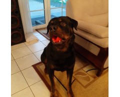 Moby Dog Ball Red Love minge pentru caini