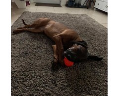 Moby Dog Ball Red Love minge pentru caini