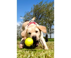 Moby Dog Ball Red Love minge pentru caini