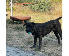 Moby Dog Ball Red Love minge pentru caini
