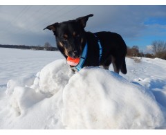 Moby Dog Ball Turquoise minge pentru caini