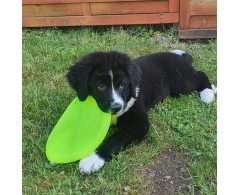 Moby Frisbee Soft Lemon Sunshine pentru caini