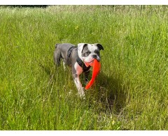 Moby Frisbee Soft Lemon Sunshine pentru caini