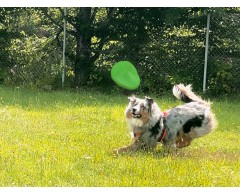 Moby Frisbee Soft Green Planet pentru caini
