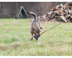 Dispozitiv Catch Me Dog pentru caini