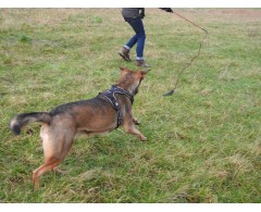 Dispozitiv Catch Me Dog pentru caini