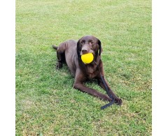Starmark® GripCord Durafoam Ball M minge dresaj canin .