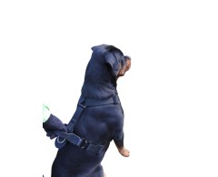 Ham de lucru pentru caini prevazut cu doua sisteme de inchidere Cobra L .