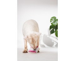 Dogoteka MultiAdapt® supliment alimentar complementar imunitate caini