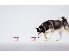 Dogoteka MultiAdapt® supliment alimentar complementar imunitate caini