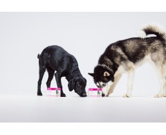 Dogoteka MultiAdapt® supliment alimentar complementar imunitate caini