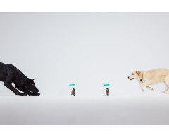 Dogoteka DOGOmaxy® supliment pentru articulatii caini de talie mare