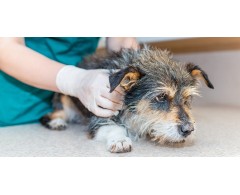 LUPOSAN® LUPO Relax 400 g