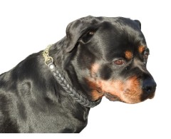 Zgarda strangulanta Junior Hundebedarf impletita din piele naturala