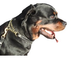 Zgarda strangulanta Junior Hundebedarf impletita din piele naturala