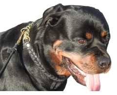 Zgarda strangulanta Junior Hundebedarf impletita din piele naturala