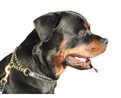 Zgarda strangulanta Junior Hundebedarf impletita din piele naturala